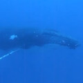 【動画】カメラが捉えたダイバーとザトウクジラの驚きの出会い