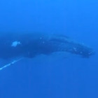 【動画】カメラが捉えたダイバーとザトウクジラの驚きの出会い