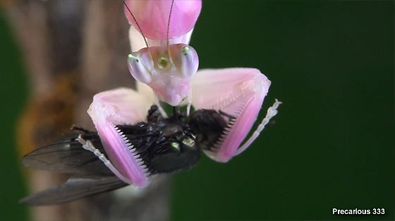 orchid-praying-mantis3
