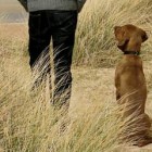 犬のいる風景と犬のいない風景を巧みに対比した、ペディグリーのシンプルなポスター広告