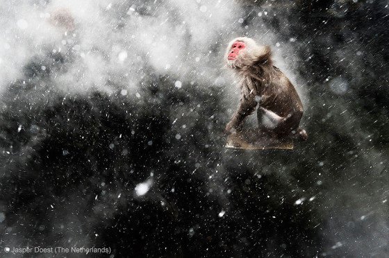 自然の中に暮らす動物の一瞬を切り取った鮮烈な写真の数々。野生動物写真家が競うコンペ『 Wildlife Photographer of the Year 』の受賞作品が素晴らしい24
